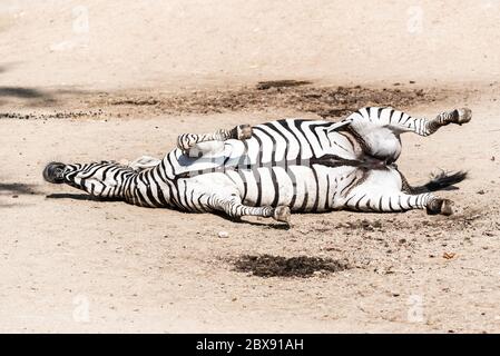 Zebra wallowing on the dusty ground. Funny animal. Africa. Stock Photo