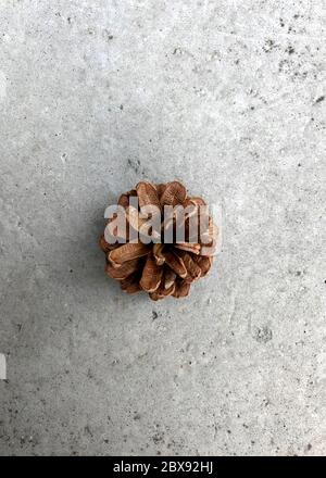 Small Pine cone on concrete background,, top view Stock Photo