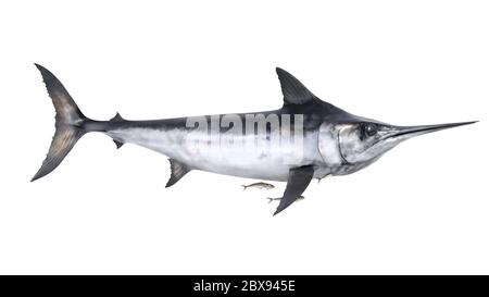 Illustration of Xiphiorhynchus, an extinct genus of prehistoric swordfish that lived from the Eocene until the Miocene. Stock Photo