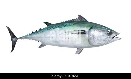 Illustration of the Euthynnus alletteratus, also called little tunny, false albacore, bonita and little tuna. Stock Photo
