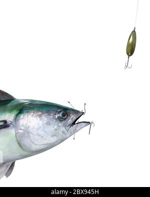 Euthynnus alletteratus, also called little tunny, false albacore, bonita and little tuna, with hooks. Stock Photo