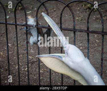 A friendly, and playful pelican engages with a squirrel in St. James's Park in London during the coronavirus pandemic lockdown. Stock Photo