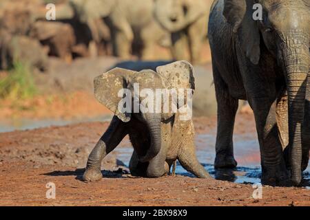 A cute baby African elephant (Loxodonta africana) playing in mud, Addo Elephant National Park, South Africa Stock Photo