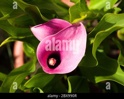 Pink Calla Lily flower on green background. Stock Photo