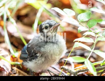 Baby Blue Jay fledgling out on it’s own and looking for mom Stock Photo