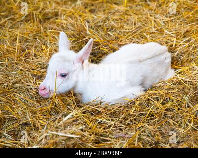 White goat kid lying on a straw. Young farm animal. Stock Photo