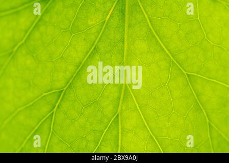 Close up detail of fresh new ivy leaf. Stock Photo
