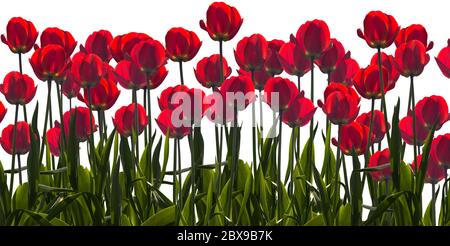 Widescreen image of a row of red tulips with green leafs isolated on white Stock Photo
