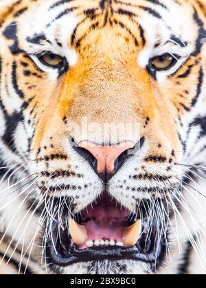 Young siberian tiger portrait with open moutn and shap teeth. Stock Photo