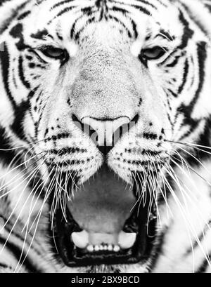 Young siberian tiger portrait with open mouth and sharp teeth. Black and white image. Stock Photo