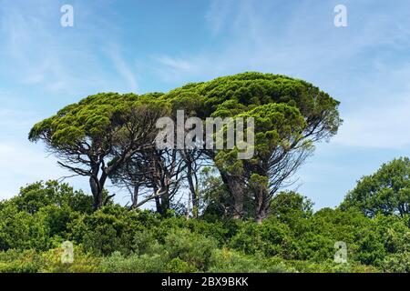 Maritime pine trees with green needles on a blue sky with clouds. Mediterranean region, Cinque Terre, Liguria, Italy, South Europe. Stock Photo