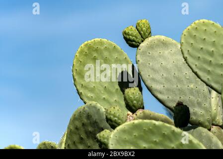 Close-up of a green cactus on a clear blue sky - Succulent plant, Liguria, Italy Stock Photo