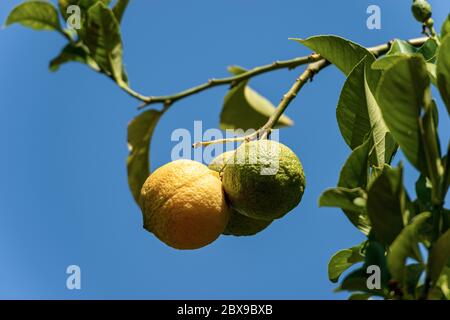 Closeup of green and yellow lemons on a tree branch with leaves, clear blue sky on background. Liguria, Italy Stock Photo