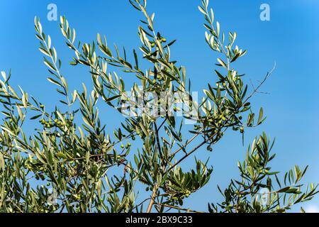 Detail of olive tree on a clear blue sky, Mediterranean region, Italy, South Europe Stock Photo