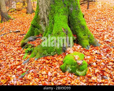 Tree trunk covered by bright green moss in autumn forest with orange dry leafs on a ground. Stock Photo