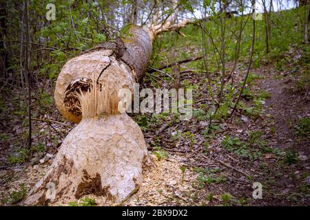 A large tree in the forest that beavers gnawed lies on the ground Stock Photo