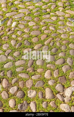Closeup of a stone pavement with cobblestones and green grass in the historic center of Bologna, Emilia-Romagna, Italy, Europe Stock Photo