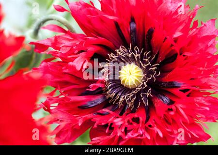 Red Opium poppy Papaver somniferum Stock Photo