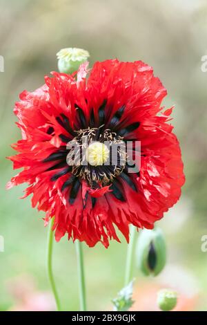 Red Opium poppy Papaver somniferum Stock Photo