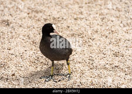 Close-up of a Eurasian Coot or Fulica Atra standing on gravel. Italy, Europe Stock Photo