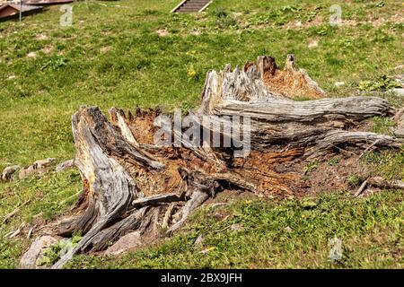 Close-up of a rotting pine tree stump on green grass in summer, Italian Alps Stock Photo