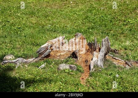 Close-up of a rotting pine tree stump on green grass in summer, Italian Alps, Europe. Stock Photo