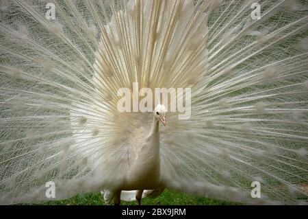 Close-up of a white peacock while showing his open tail Stock Photo
