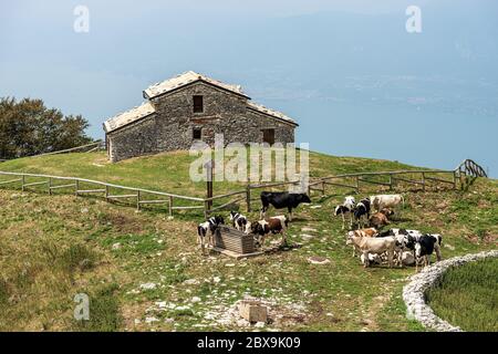 Herd of cows in a mountain pasture, Monte Baldo near Verona and the Lake Garda. Italian Alps, Italy, south Europe Stock Photo