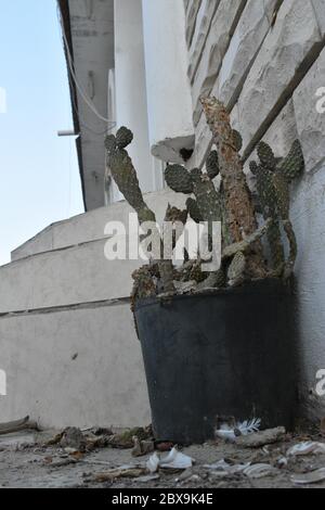 Close up view of Cactus plant in black pot near step. Stock Photo