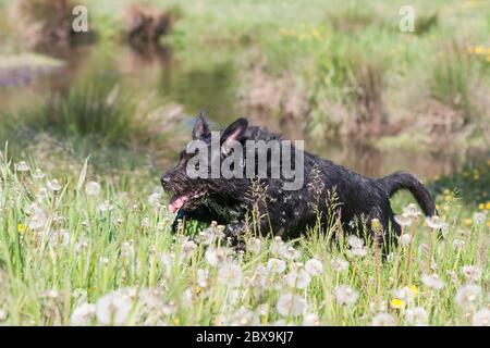 Black best sale metzner dog