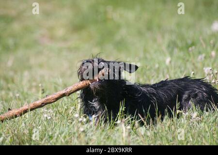 Funny border schnollie mixed breed dog playing with a stick Stock Photo