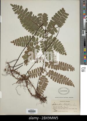 Adiantum latifolium Lam Adiantum latifolium Lam. Stock Photo