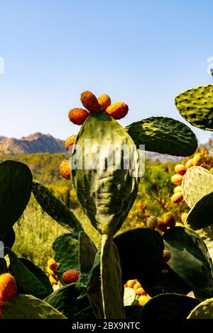Cactus plant in front of mountain Stock Photo