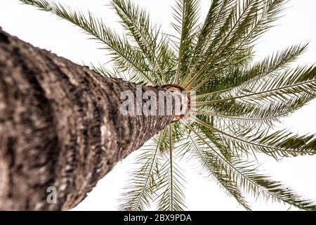 Palm tree from below with trunk Stock Photo
