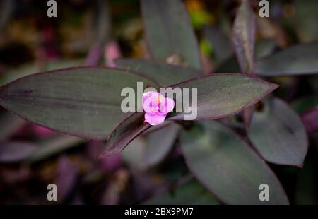 Purple plant with pink flower close up Stock Photo