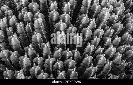 Cactus plant field in black and white Stock Photo