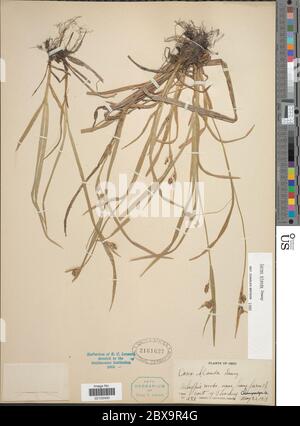 Carex blanda Dewey Carex blanda Dewey. Stock Photo