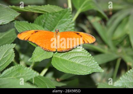Orange passion flower butterfly Stock Photo
