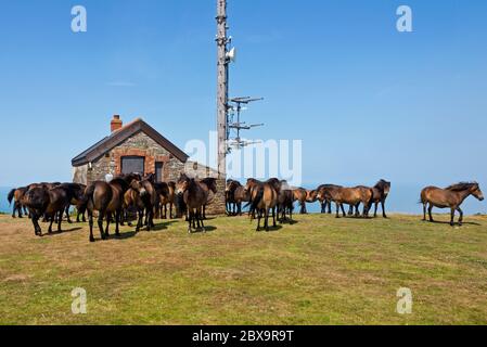 Herd of Exmoor ponies stood around the Radio mast on Butter Hill, Countisbury in North Devon, England UK. Part of the South West Coast Path. Stock Photo