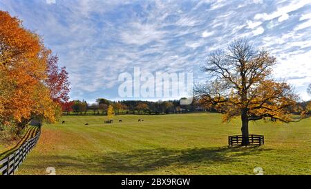 Horses quietly grazing in a pasture on an Ontario farm in autumn with vivid fall colors in the trees Stock Photo