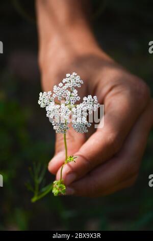 Cumin plant in hand at field. Cumin is one of the oldest spices. Stock Photo