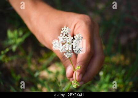 Cumin plant in hand at field. Cumin is one of the oldest spices. Stock Photo