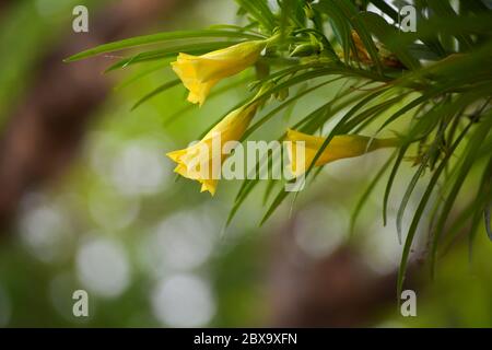Thevetia peruviana or yellow oleander in the garden Stock Photo