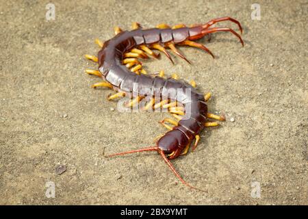 Image of centipedes or chilopoda on the ground. Animal. poisonous animals. Stock Photo