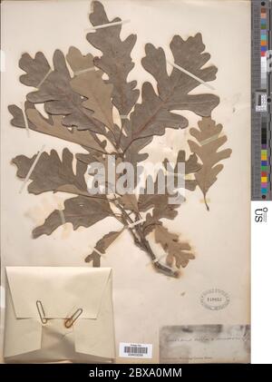 Quercus alba L x Q macrocarpa Michx Quercus alba L x Q macrocarpa Michx. Stock Photo