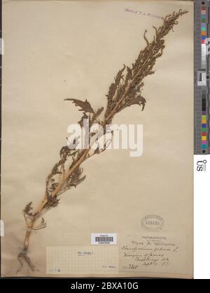 Red goosefoot (Chenopodium rubrum). Plant in the family Amaranthaceae ...
