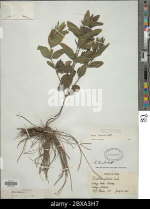 Ruellia humilis Nutt Ruellia humilis Nutt. Stock Photo