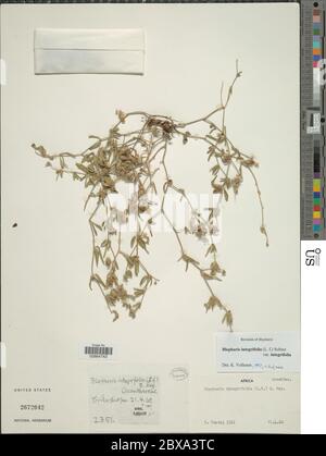 Blepharis integrifolia L f E Mey Drege ex Schinz Blepharis integrifolia L f E Mey Drege ex Schinz. Stock Photo
