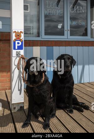 Two sibling black Labrador dogs tied to a dog parking place outside a beach café. Stock Photo