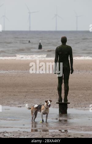 Happy dog with tennis ball beside Anthony Gormley sculpture at Another Place on Crosby beach near Liverpool. Stock Photo